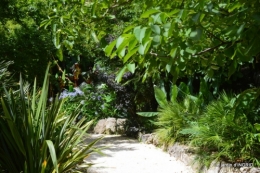 bambous Roque Gageac,jardin,bouquet 141.JPG