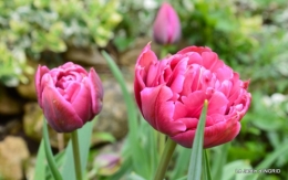 printemps,osier,tipi 051.JPG