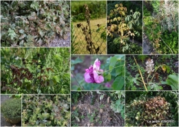 2015-07-03 bouquet,Lalinde,carabe,dégats2.jpg