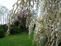 avril2012 013.JPG