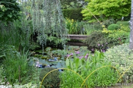canal,fleurs blanches,marguerites,LE FLEIX,osier 214.JPG