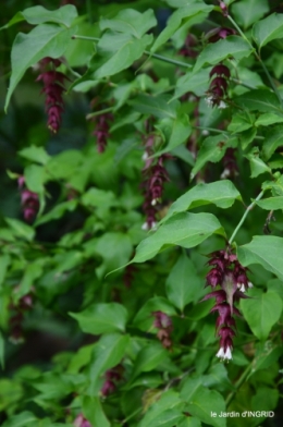 jardin,papillons,Cadouin,légumes,Sophie, 035.JPG