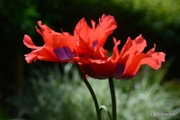 jardin en mai,visites bus,petit jardin 157.JPG