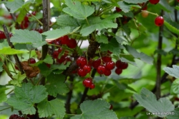 fleurs,roses,le cygne,les pts fruits 114.JPG