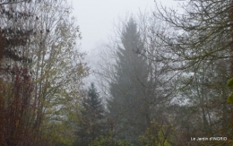 oiseaux,travaux,arbustes,les dernières fleurs 048-001.JPG