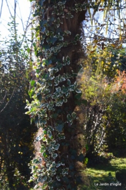 dernières automne,givre,chat 036.JPG
