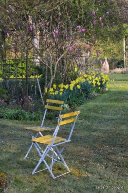 jonquilles ,primevères,après la tonte 040.JPG