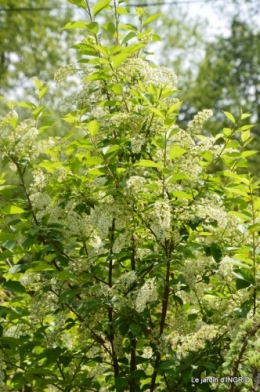 jardin en avril 002.JPG