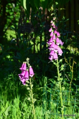 mai au jardin,les filles 153.JPG