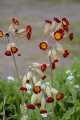 fleurs Ciron,jardin,canards,coucous,mauvaise herbe 002.JPG