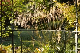 cygnes,jardin,apres la tonte 090.JPG