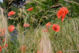 chez Fabien,le canal,jardin,hémérocalles,le souci,potager 055.JPG