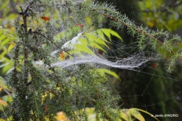 brouillard le matin d'automne 086.JPG