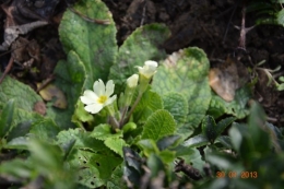 mésange charbonnière