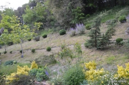 jardin,premières roses,colline,avant l'orage 012.JPG
