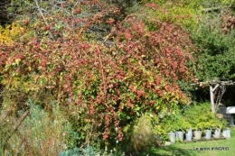 citrouille fleurie,décos jardin,automne 068.JPG