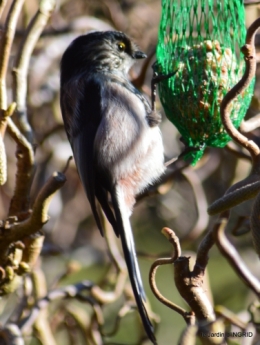 pour les oiseaux,roseraie,enveloppes SOL 001.JPG