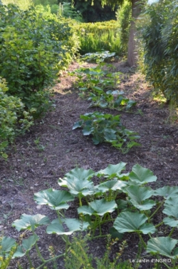 jardin juin,cabane,bouquet 089.JPG