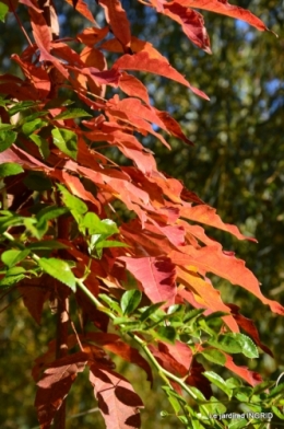 jardin automne,Arya avec Nicky 021.JPG