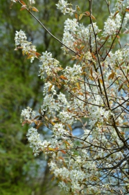 jardin printemps 097.JPG