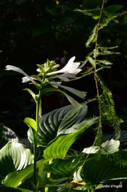 jardin le matin,la mare 041.JPG