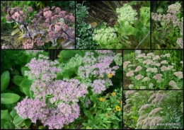 2018-08-31 lantanas,jardin aout,.jpg