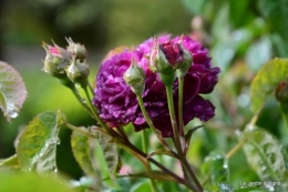 roses,Lalinde,toit cabane,pourpre,eglise,jardin tondue 006.JPG