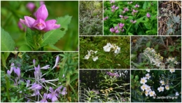 le jardin de liliane