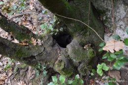 colline,crèche,taille 038.JPG