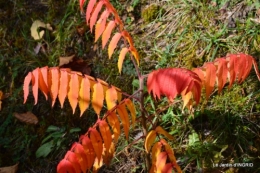 les arbres en automne,cabane 098.JPG