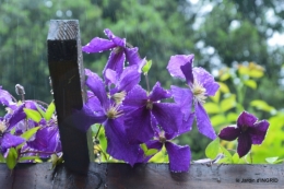 jardin,chez Bernadette,puces,cygnes,pluie 245.JPG