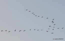 Grues et plantes à Ciron 028.JPG