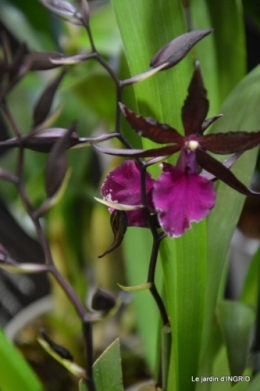 canal,jardin,Mombazillac,bonzais,orchidées 156.JPG