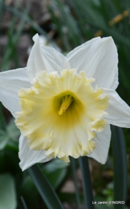 jardin (3 semaine de mars) 010.JPG