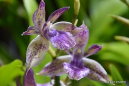 canal,jardin,Mombazillac,bonzais,orchidées 143.JPG