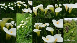2014-04-18 géraniums,glycine Monpazier,cabane,arums,fleurs sauvages1.jpg