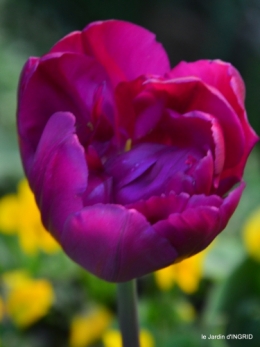 herons,fête des fleurs Bergerac,tulipes,jardin 124.JPG