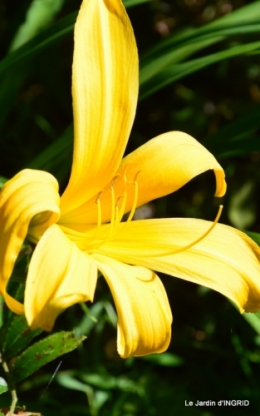 jardin juin,cabane,bouquet 011.JPG