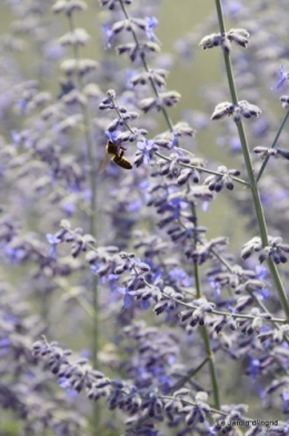 fleurs bleues,hortensia bleu,moi bébé 077.JPG