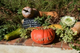 citrouilles,jardin,Combarel 003.JPG