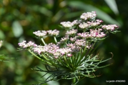 jardin,arrosage,pourpre,bouquet 111.JPG