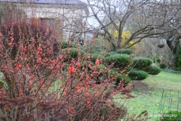 pluie,violettes,hélébores,jonquilles,jardin 065.JPG