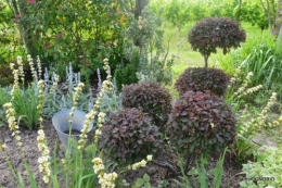 inondation,jardin,oeufs cygnes,chez Nathalie 072.JPG