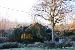 givre,maison,oiseaux 073.JPG
