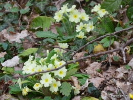 les jonquilles des bois 045-001.JPG