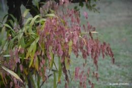 brouillard le matin d'automne 021.JPG