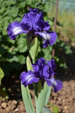 les iris
