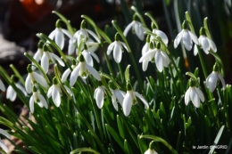 perce-neige,héllébore,oiseaux,bois 074.JPG