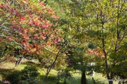 rhus,colline,buis taillé,noix,manthe religieuse,bouquet 061.JPG