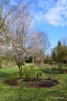 jonquilles,aubriétia,pervenche,primevères,lamier,crocus,violettes,cognassier du japon,euphorbe myrsinittes,prunus sauvage